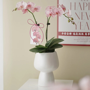 Keramický kvetináč na orchideu, na stolné použitie, štýl nordickej jednoduchej estetiky, glazovanie a maľovanie
