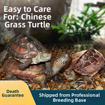 Κινέζικη χελώνα, διακοσμητική νεαρή χελώνα