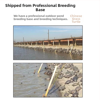 Κινέζικη χελώνα, διακοσμητική νεαρή χελώνα