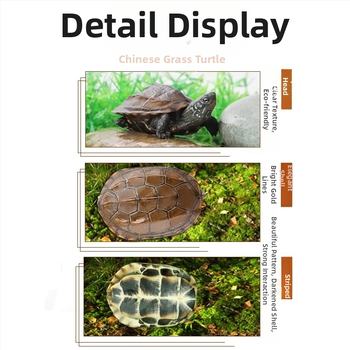 Κινέζικη χελώνα, διακοσμητική νεαρή χελώνα