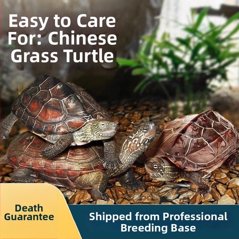 Κινέζικη χελώνα, διακοσμητική νεαρή χελώνα