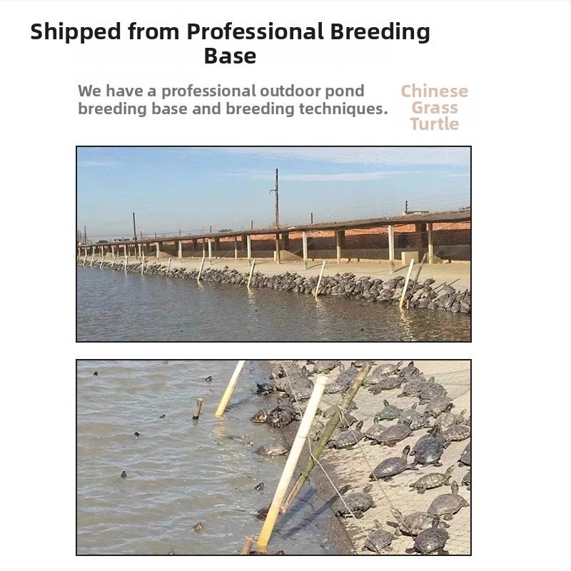 Ķīnas bruņurupucis, dekoratīvs jaunais bruņurupucis