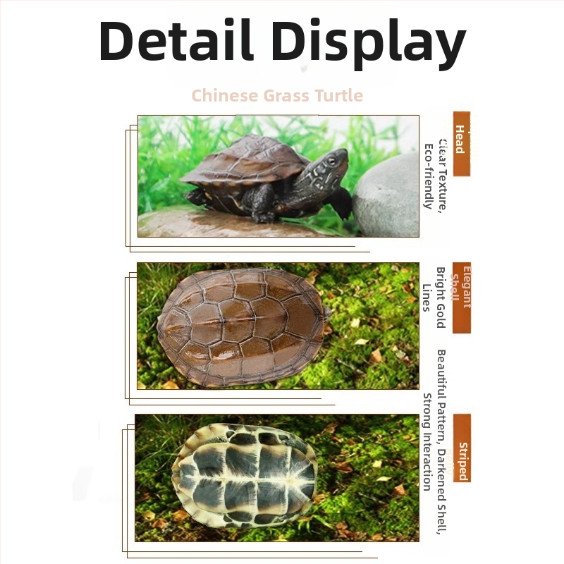 Ķīnas bruņurupucis, dekoratīvs jaunais bruņurupucis