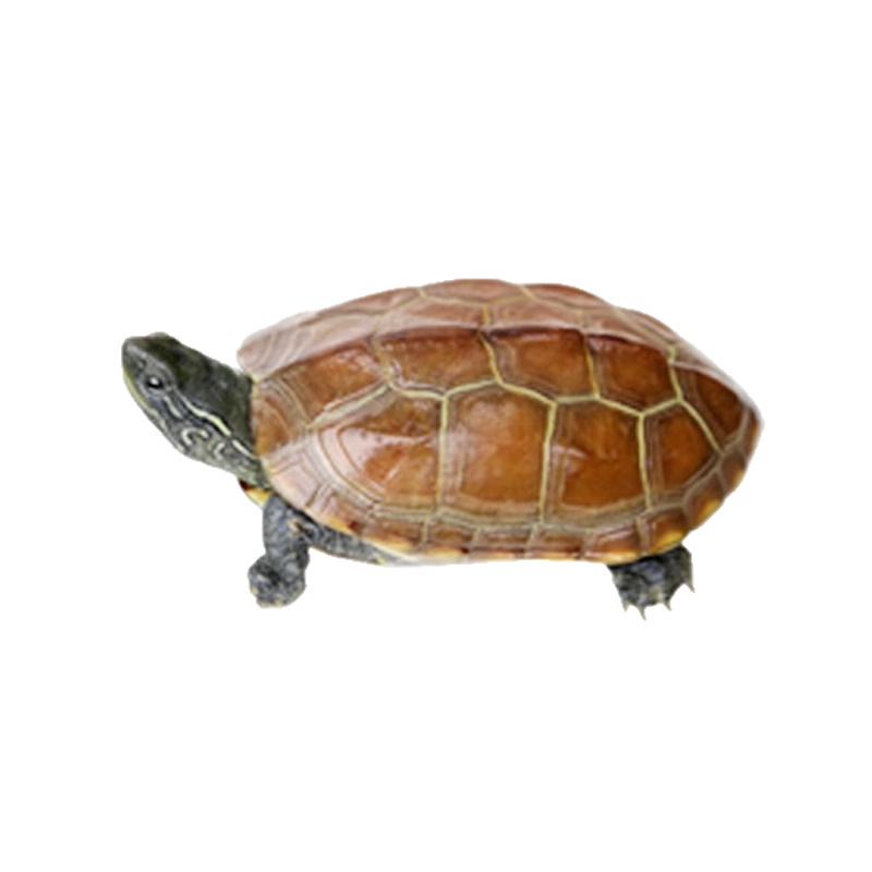 Čínska korytnačka, dekoratívne mláďa