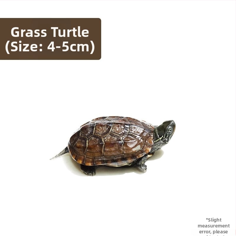 Κινέζικη χελώνα, διακοσμητική νεαρή χελώνα