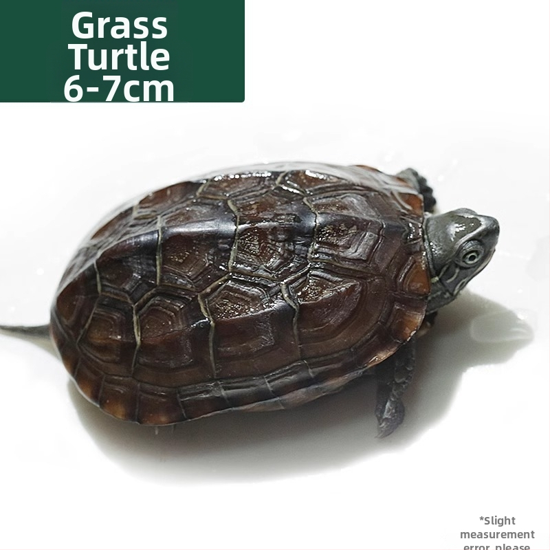 Κινέζικη χελώνα, διακοσμητική νεαρή χελώνα