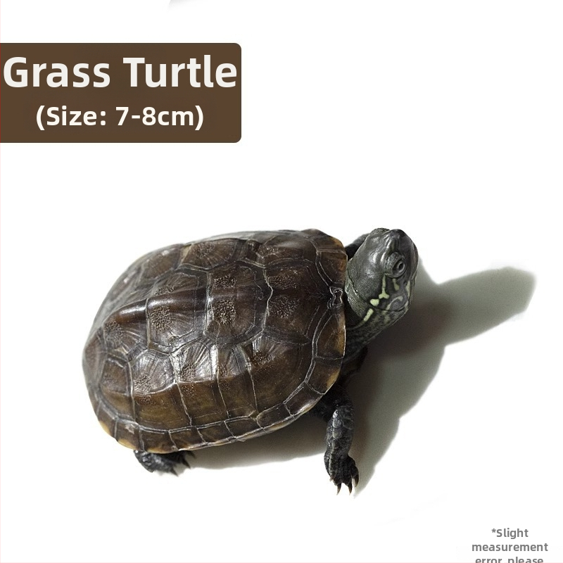 Κινέζικη χελώνα, διακοσμητική νεαρή χελώνα