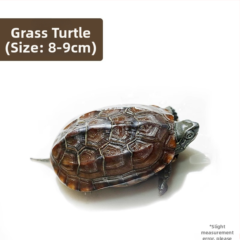 Κινέζικη χελώνα, διακοσμητική νεαρή χελώνα