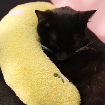 Μαξιλάρι κατοικίδιων σε σχήμα U από βελούδο για σκύλους – μαλακό, ελαστικό, άνετο για βαθύ ύπνο