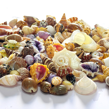 Dekoratívny súbor mušlí, korálov a koncha pre DIY projekty, dekoráciu akvária a aranžmány na stole