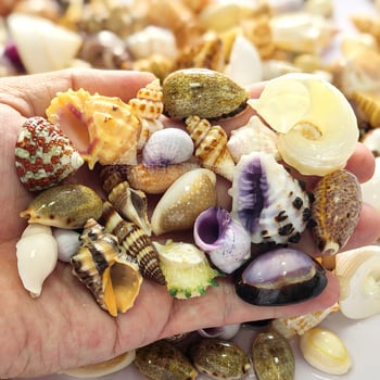 Dekoratívny súbor mušlí, korálov a koncha pre DIY projekty, dekoráciu akvária a aranžmány na stole