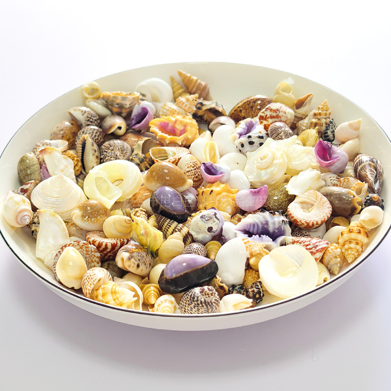 Dekoratívny súbor mušlí, korálov a koncha pre DIY projekty, dekoráciu akvária a aranžmány na stole