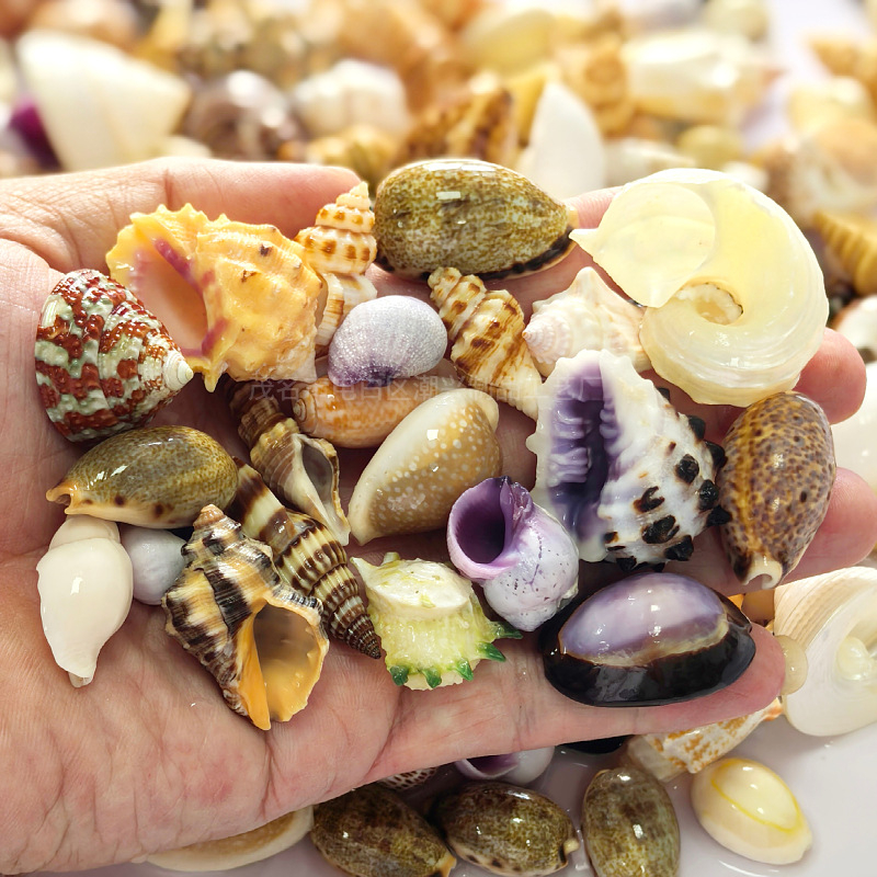 Dekoratívny súbor mušlí, korálov a koncha pre DIY projekty, dekoráciu akvária a aranžmány na stole
