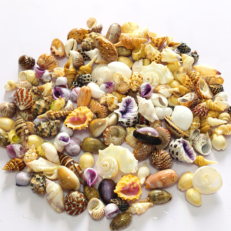 Dekoratívny súbor mušlí, korálov a koncha pre DIY projekty, dekoráciu akvária a aranžmány na stole