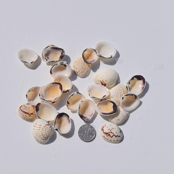 Prírodné mušle a morská hviezda pre terárium/akvárium, s perforáciami, ručne vyrobené rámčeky na detské fotografie, DIY zvonček vetra a fľaša drift