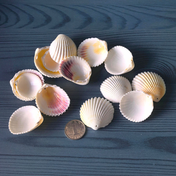 Prírodné mušle a morská hviezda pre terárium/akvárium, s perforáciami, ručne vyrobené rámčeky na detské fotografie, DIY zvonček vetra a fľaša drift