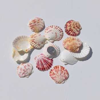 Prírodné mušle a morská hviezda pre terárium/akvárium, s perforáciami, ručne vyrobené rámčeky na detské fotografie, DIY zvonček vetra a fľaša drift