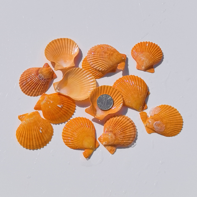 Prírodné mušle a morská hviezda pre terárium/akvárium, s perforáciami, ručne vyrobené rámčeky na detské fotografie, DIY zvonček vetra a fľaša drift