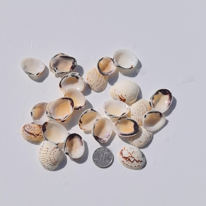 Prírodné mušle a morská hviezda pre terárium/akvárium, s perforáciami, ručne vyrobené rámčeky na detské fotografie, DIY zvonček vetra a fľaša drift