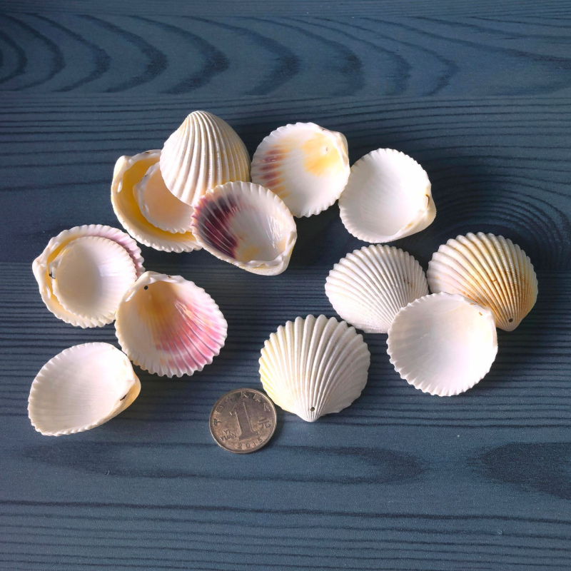 Prírodné mušle a morská hviezda pre terárium/akvárium, s perforáciami, ručne vyrobené rámčeky na detské fotografie, DIY zvonček vetra a fľaša drift