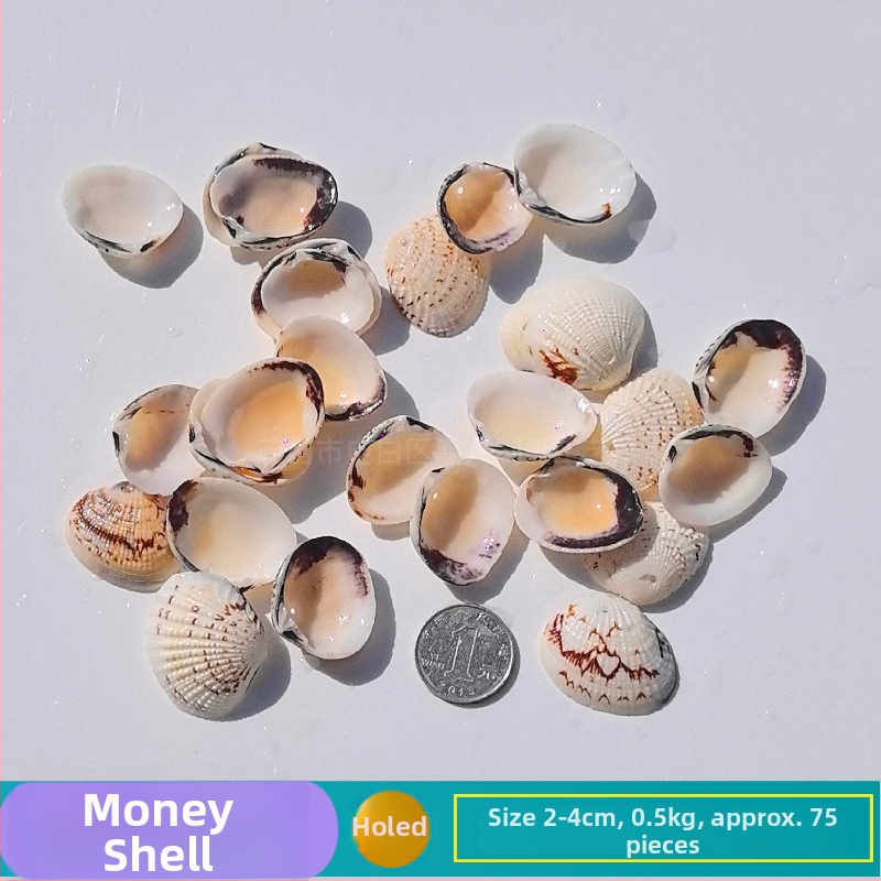 Prírodné mušle a morská hviezda pre terárium/akvárium, s perforáciami, ručne vyrobené rámčeky na detské fotografie, DIY zvonček vetra a fľaša drift