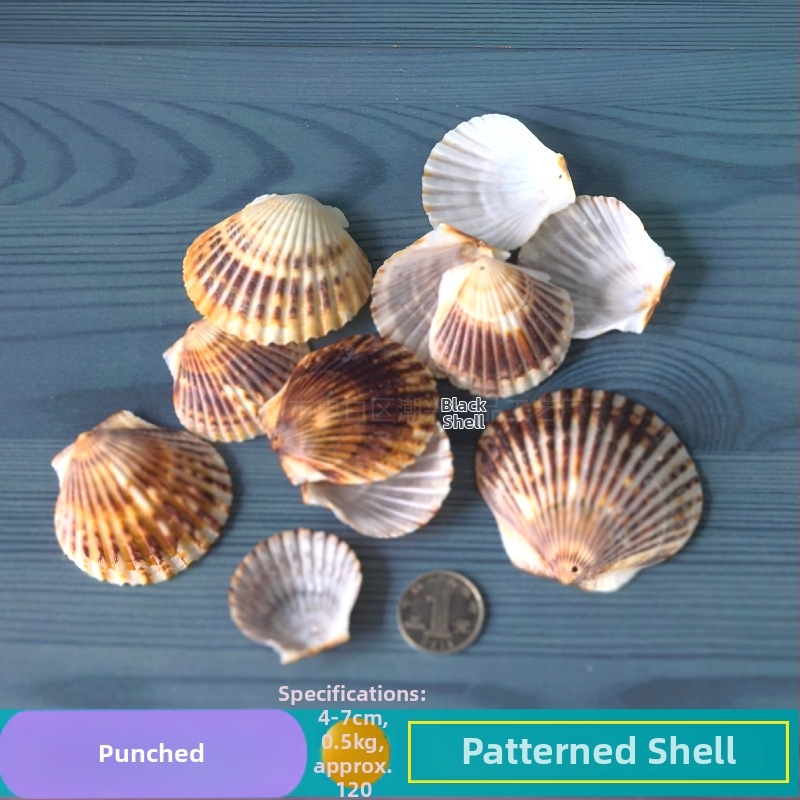 Prírodné mušle a morská hviezda pre terárium/akvárium, s perforáciami, ručne vyrobené rámčeky na detské fotografie, DIY zvonček vetra a fľaša drift