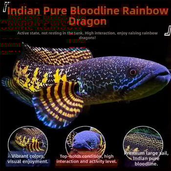 Leilong ryba — Druh: Leilong; Živočích: Riba; Číslo produktu: 8Q6cdi43; Importované: Nie