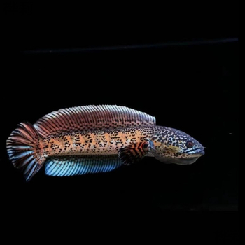 Leilong ryba — Druh: Leilong; Živočích: Riba; Číslo produktu: 8Q6cdi43; Importované: Nie