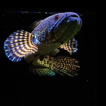 Leilong ryba — Druh: Leilong; Živočích: Riba; Číslo produktu: 8Q6cdi43; Importované: Nie