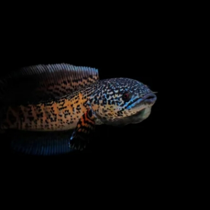 Leilong ryba — Druh: Leilong; Živočích: Riba; Číslo produktu: 8Q6cdi43; Importované: Nie