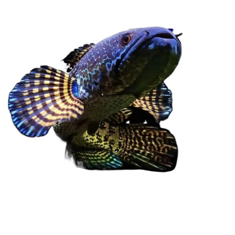 Leilong ryba — Druh: Leilong; Živočích: Riba; Číslo produktu: 8Q6cdi43; Importované: Nie