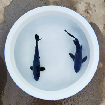 Dekoratívne koi ryba, Značka Gathering Gold, Kód produktu 30881, Druh: Karp, Importované: Nie