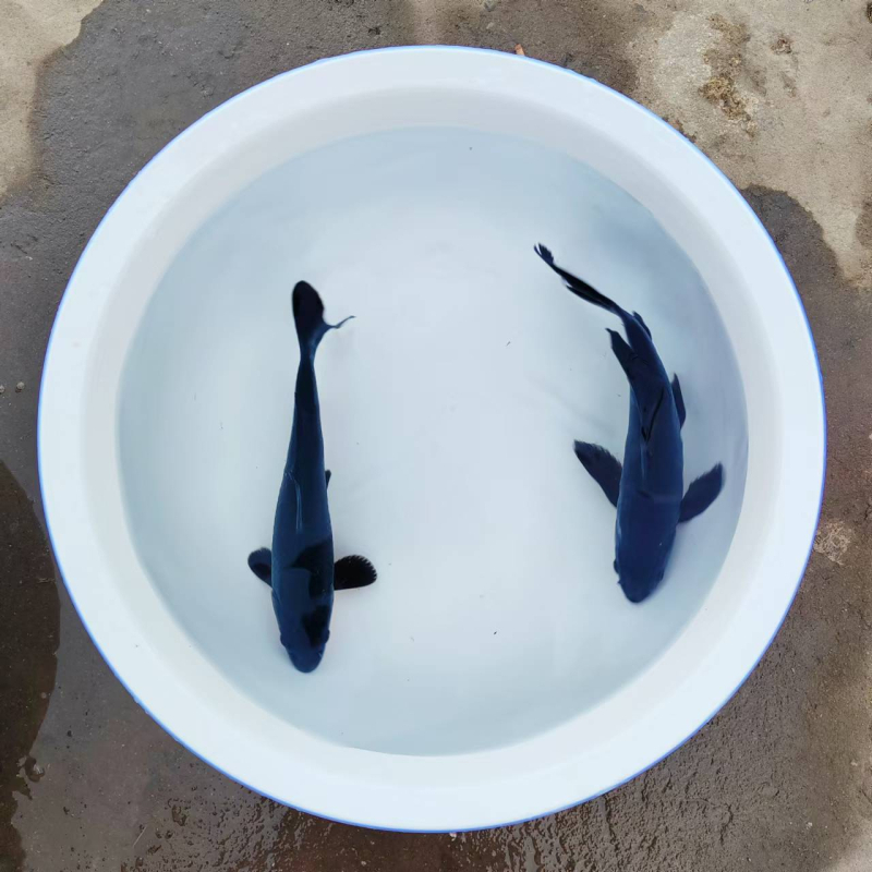 Dekoratívne koi ryba, Značka Gathering Gold, Kód produktu 30881, Druh: Karp, Importované: Nie