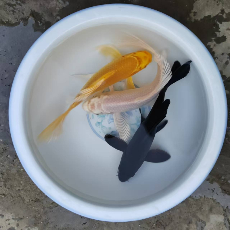 Dekoratívne koi ryba, Značka Gathering Gold, Kód produktu 30881, Druh: Karp, Importované: Nie