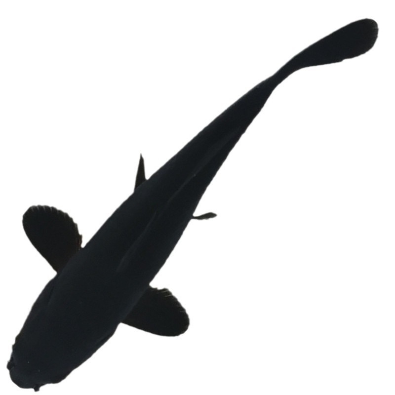 Dekoratívne koi ryba, Značka Gathering Gold, Kód produktu 30881, Druh: Karp, Importované: Nie