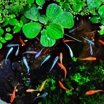 Akváriový filter — guppy s krmivom, bez kyslíka, okrasný druh, ekologické akvárium