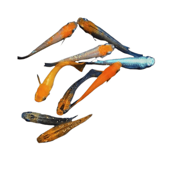 Akváriový filter — guppy s krmivom, bez kyslíka, okrasný druh, ekologické akvárium