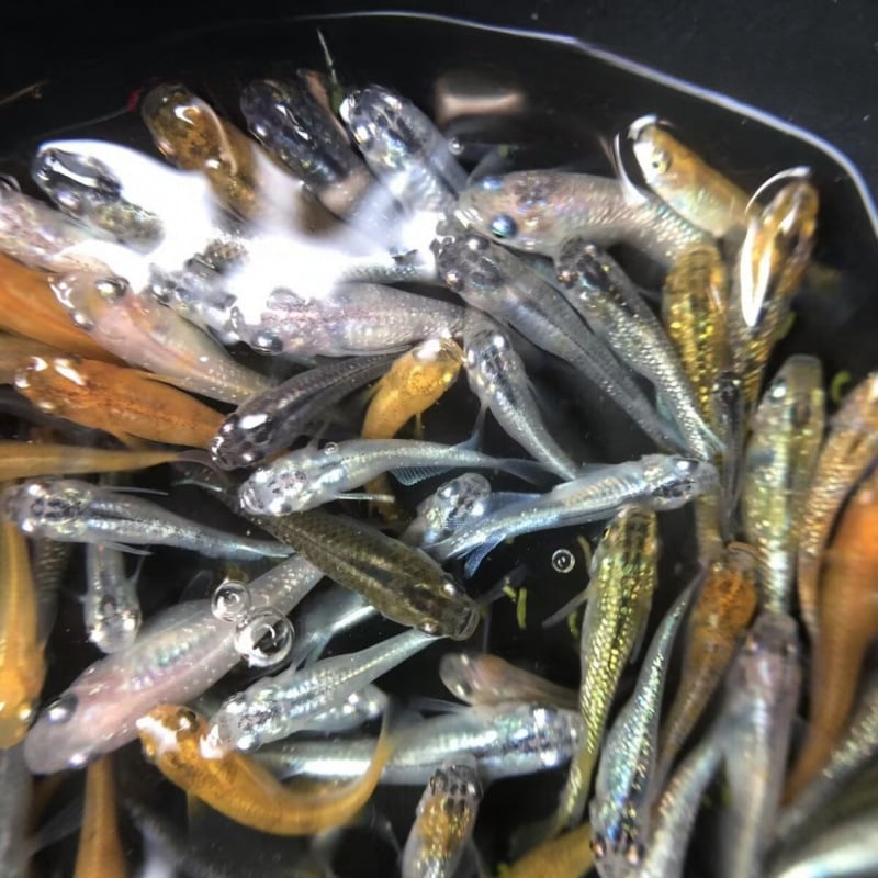 Akváriový filter — guppy s krmivom, bez kyslíka, okrasný druh, ekologické akvárium