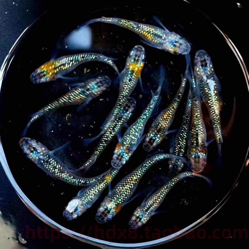 Akváriový filter — guppy s krmivom, bez kyslíka, okrasný druh, ekologické akvárium