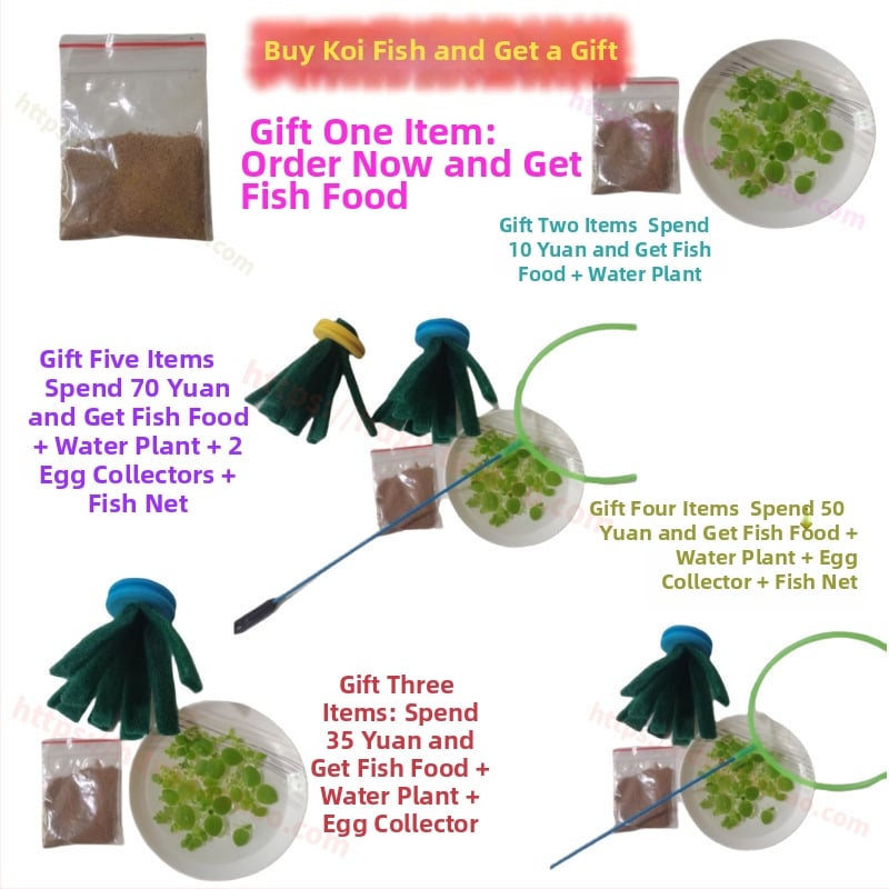 Akváriový filter — guppy s krmivom, bez kyslíka, okrasný druh, ekologické akvárium