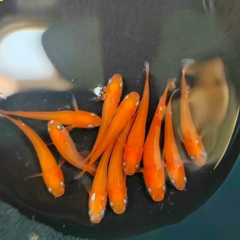 Akváriový filter — guppy s krmivom, bez kyslíka, okrasný druh, ekologické akvárium