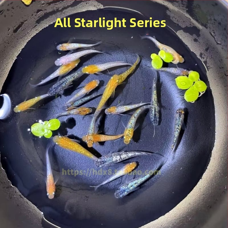 Akváriový filter — guppy s krmivom, bez kyslíka, okrasný druh, ekologické akvárium