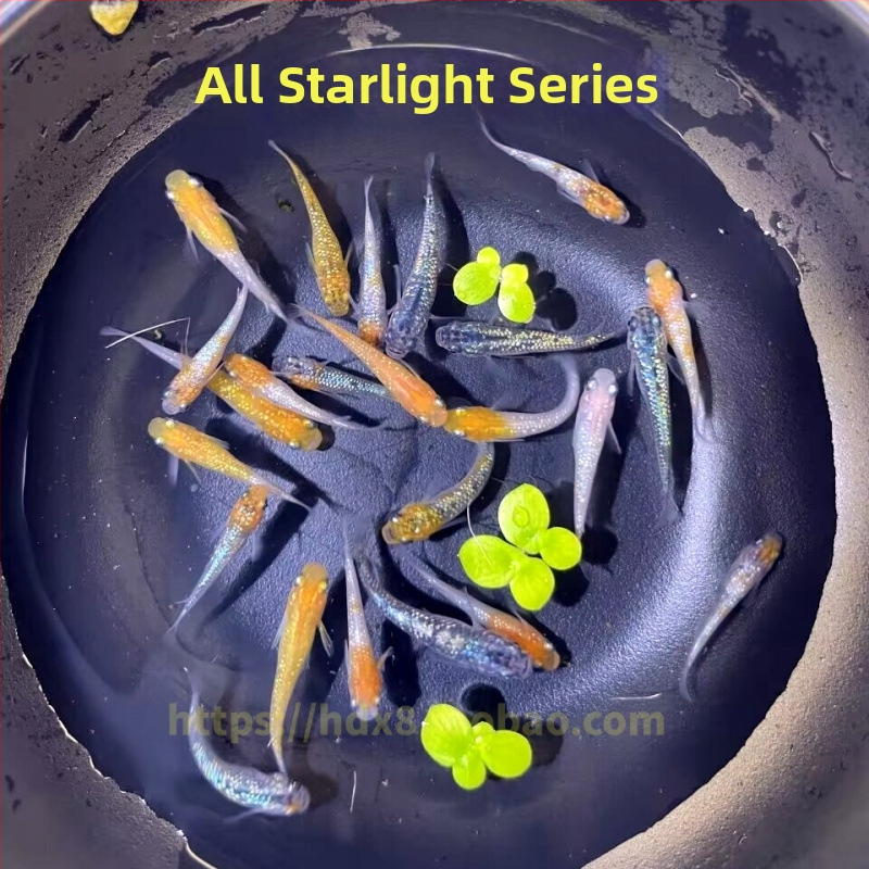 Akváriový filter — guppy s krmivom, bez kyslíka, okrasný druh, ekologické akvárium