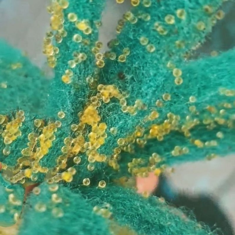 Akváriový filter — guppy s krmivom, bez kyslíka, okrasný druh, ekologické akvárium