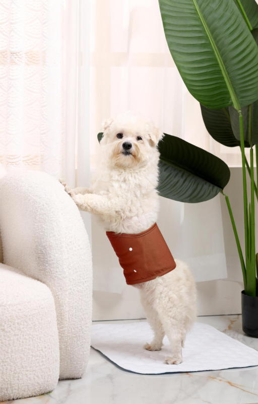 Tréninkové nohavice pre malé psy, priedušné a netekúce, vymeniteľné plienky s prackou, fyziologické nohavice (Materiál: Polyester; Kategória produktu: Menštruačné nohavice; Štýl: Voľný čas; Značka: Bablonrabi)