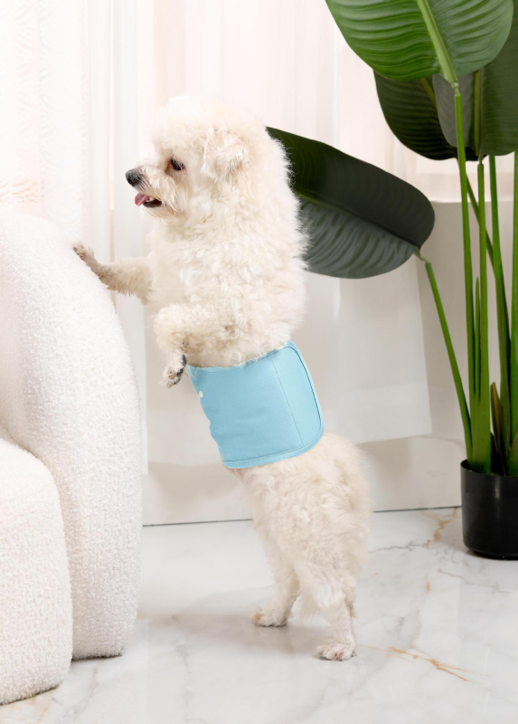 Tréninkové nohavice pre malé psy, priedušné a netekúce, vymeniteľné plienky s prackou, fyziologické nohavice (Materiál: Polyester; Kategória produktu: Menštruačné nohavice; Štýl: Voľný čas; Značka: Bablonrabi)