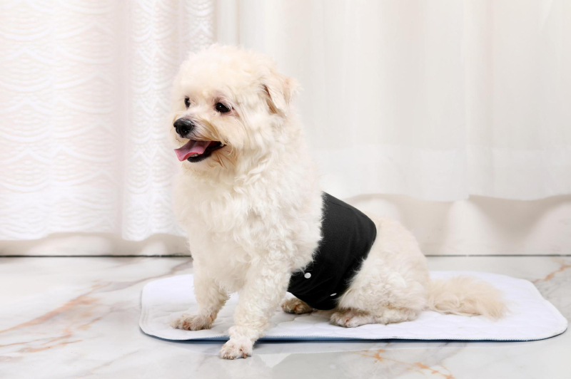 Tréninkové nohavice pre malé psy, priedušné a netekúce, vymeniteľné plienky s prackou, fyziologické nohavice (Materiál: Polyester; Kategória produktu: Menštruačné nohavice; Štýl: Voľný čas; Značka: Bablonrabi)