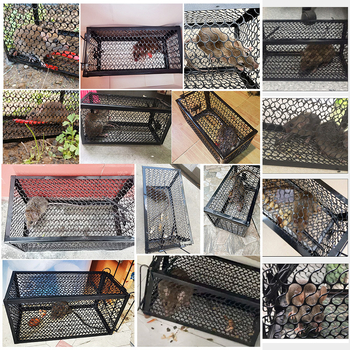 Pasca na myši, pevnú konštrukciu, stredný model, netoxická, balenie 50 kusov