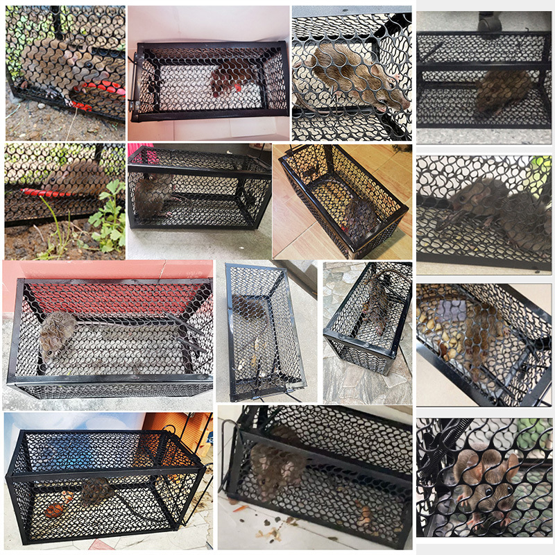 Pasca na myši, pevnú konštrukciu, stredný model, netoxická, balenie 50 kusov