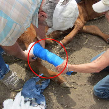 Veterinárny obväz na kopytá, samolepiaci, nelepí na srsť ani na kožu; materiál: netkaná textília + elastan; elasticita 200–220%; vhodný pre skot, ovce a kone